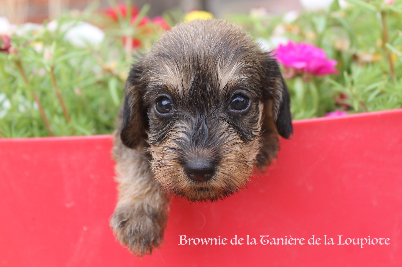 De La Tanière De La Loupiote - Chiots disponibles - Teckel poil dur