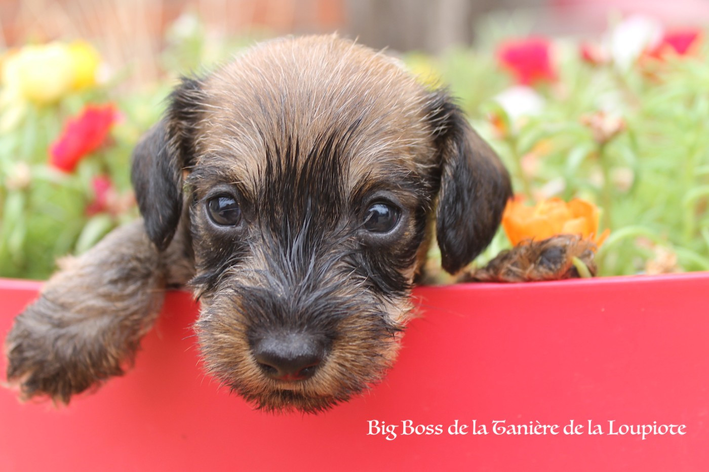 De La Tanière De La Loupiote - Chiots disponibles - Teckel poil dur