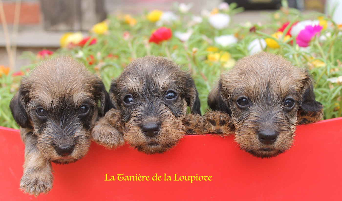 De La Tanière De La Loupiote - Teckel poil dur - Portée née le 16/06/2026