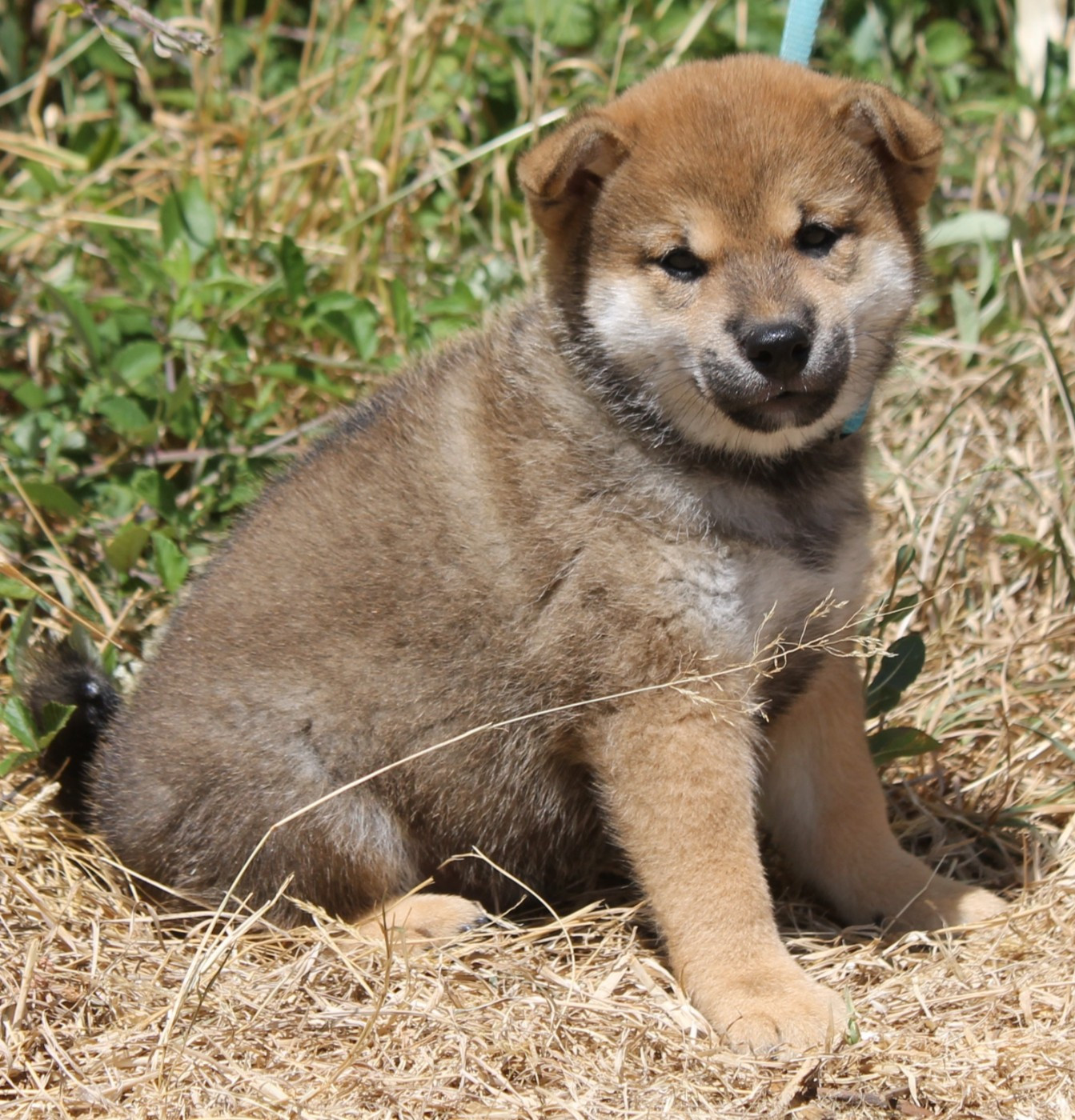 De La Tanière De La Loupiote - Chiots disponibles - Shiba