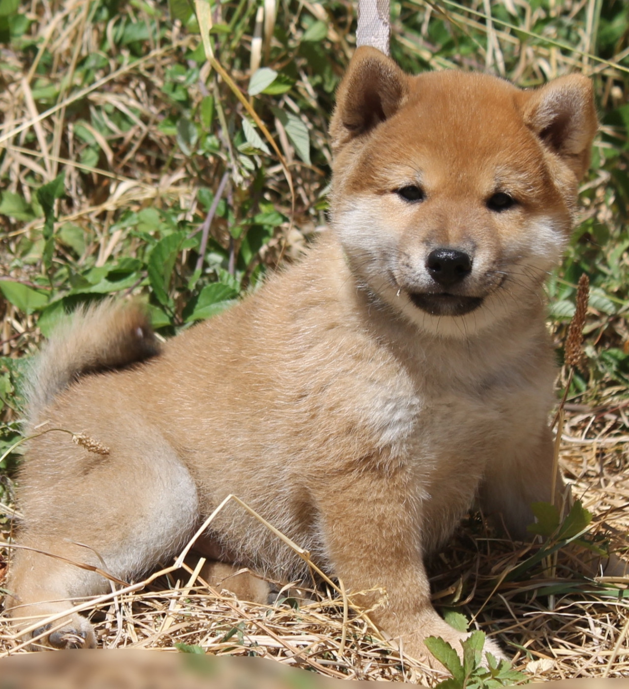 De La Tanière De La Loupiote - Chiots disponibles - Shiba