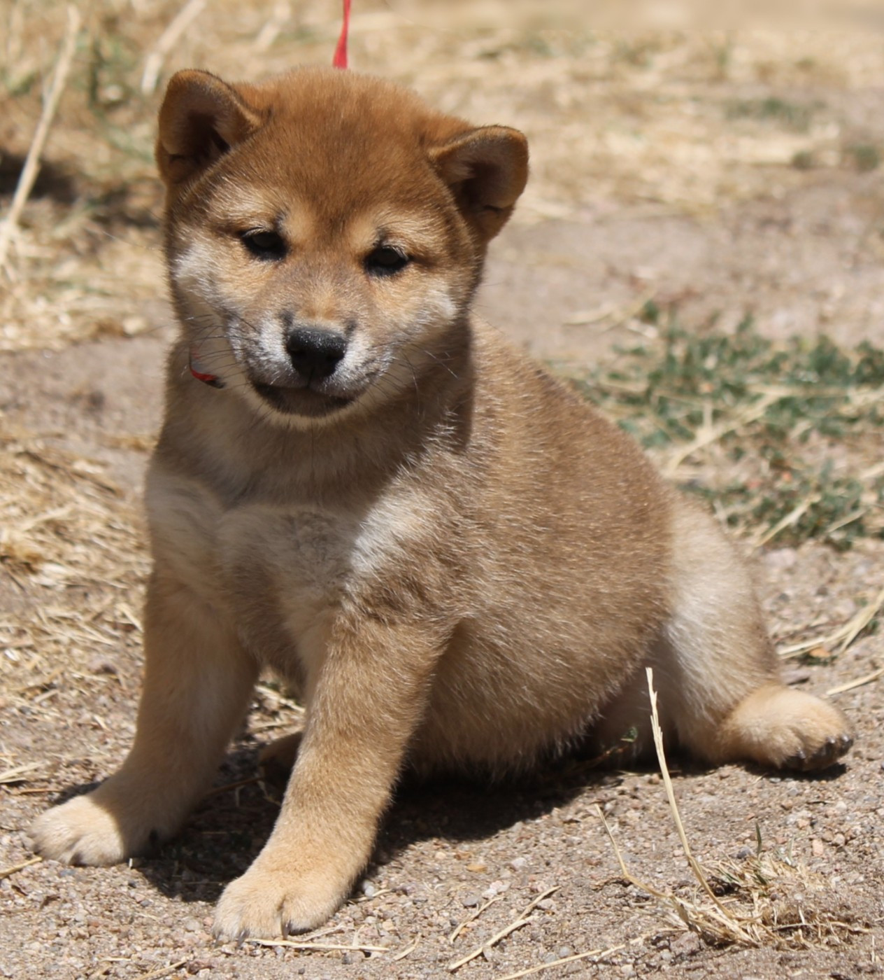 De La Tanière De La Loupiote - Chiots disponibles - Shiba