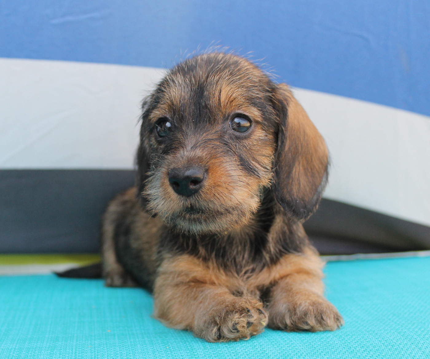 De La Tanière De La Loupiote - Chiots disponibles - Teckel poil dur