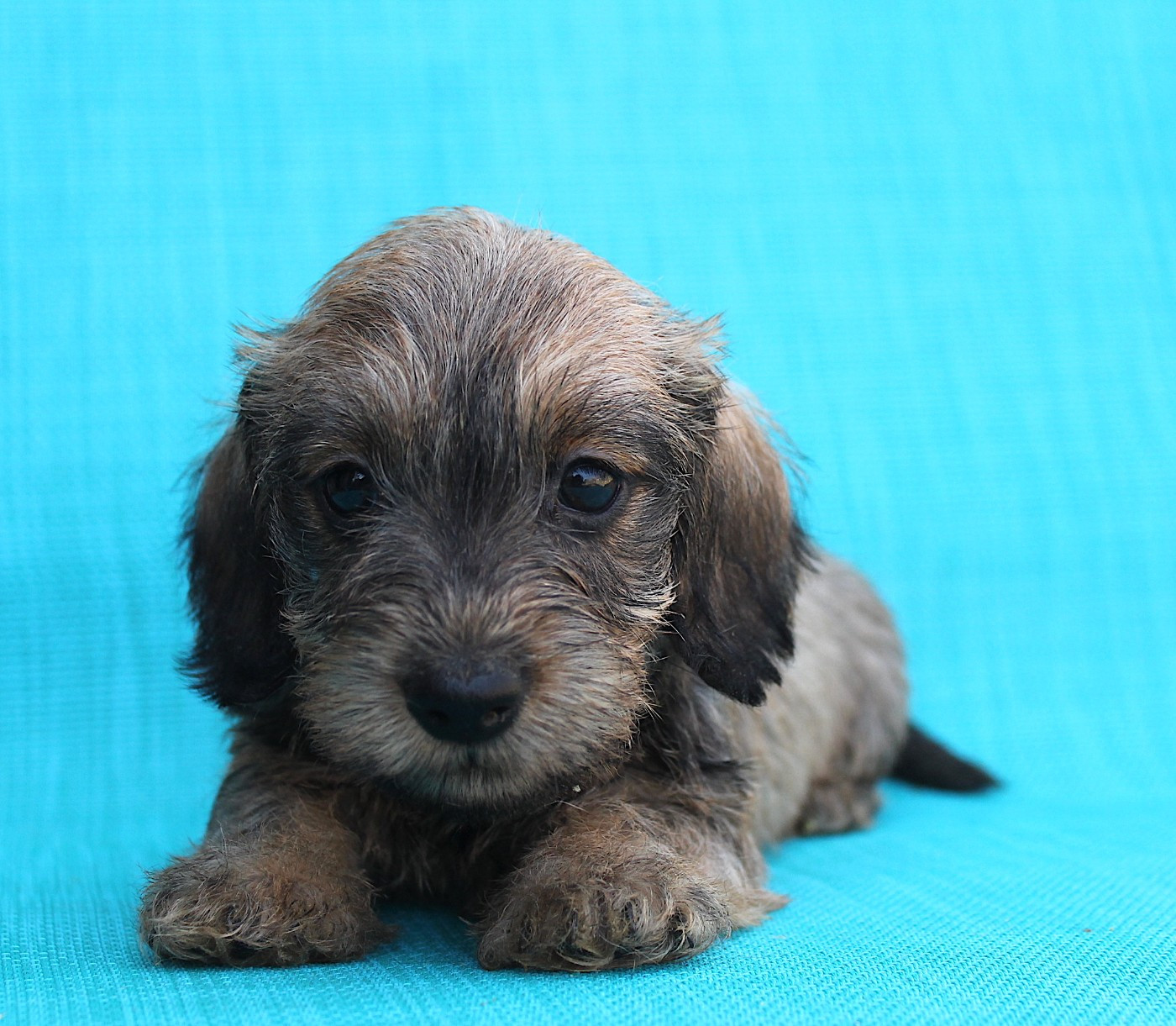 De La Tanière De La Loupiote - Chiots disponibles - Teckel poil dur