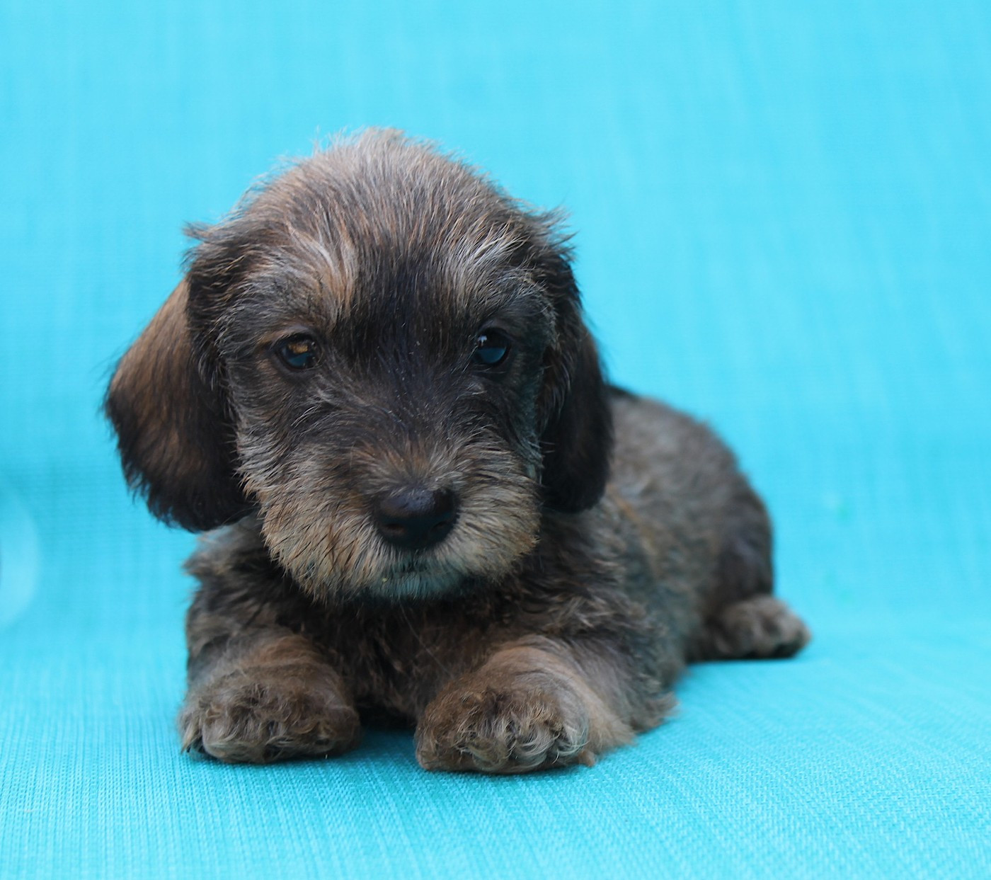 De La Tanière De La Loupiote - Chiots disponibles - Teckel poil dur