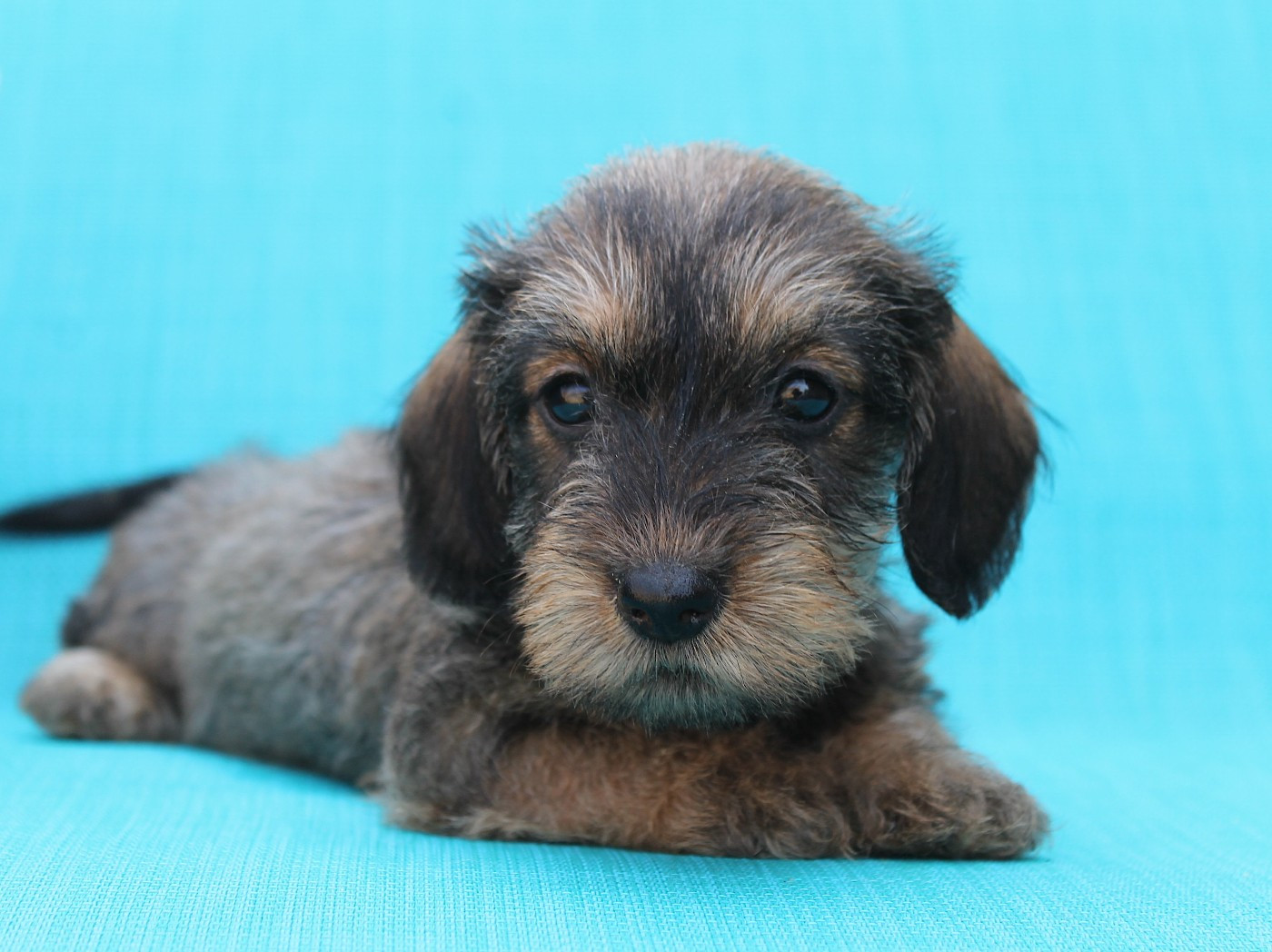 De La Tanière De La Loupiote - Chiots disponibles - Teckel poil dur