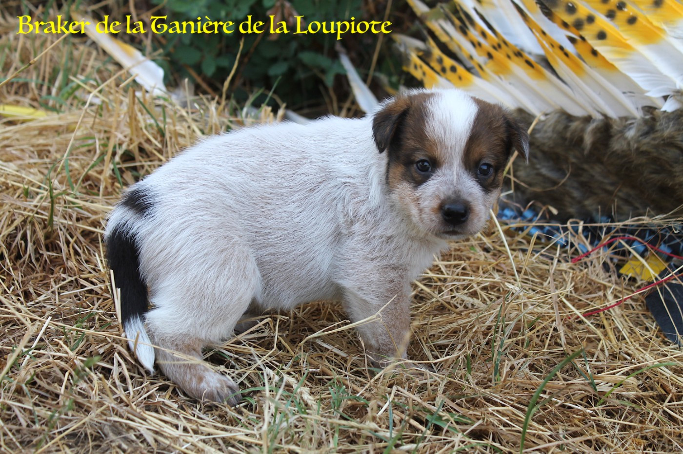 De La Tanière De La Loupiote - Chiots disponibles - Bouvier australien
