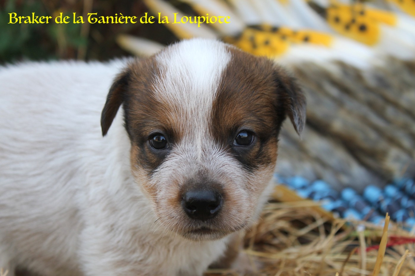 Chiot Bouvier australien De La Tanière De La Loupiote