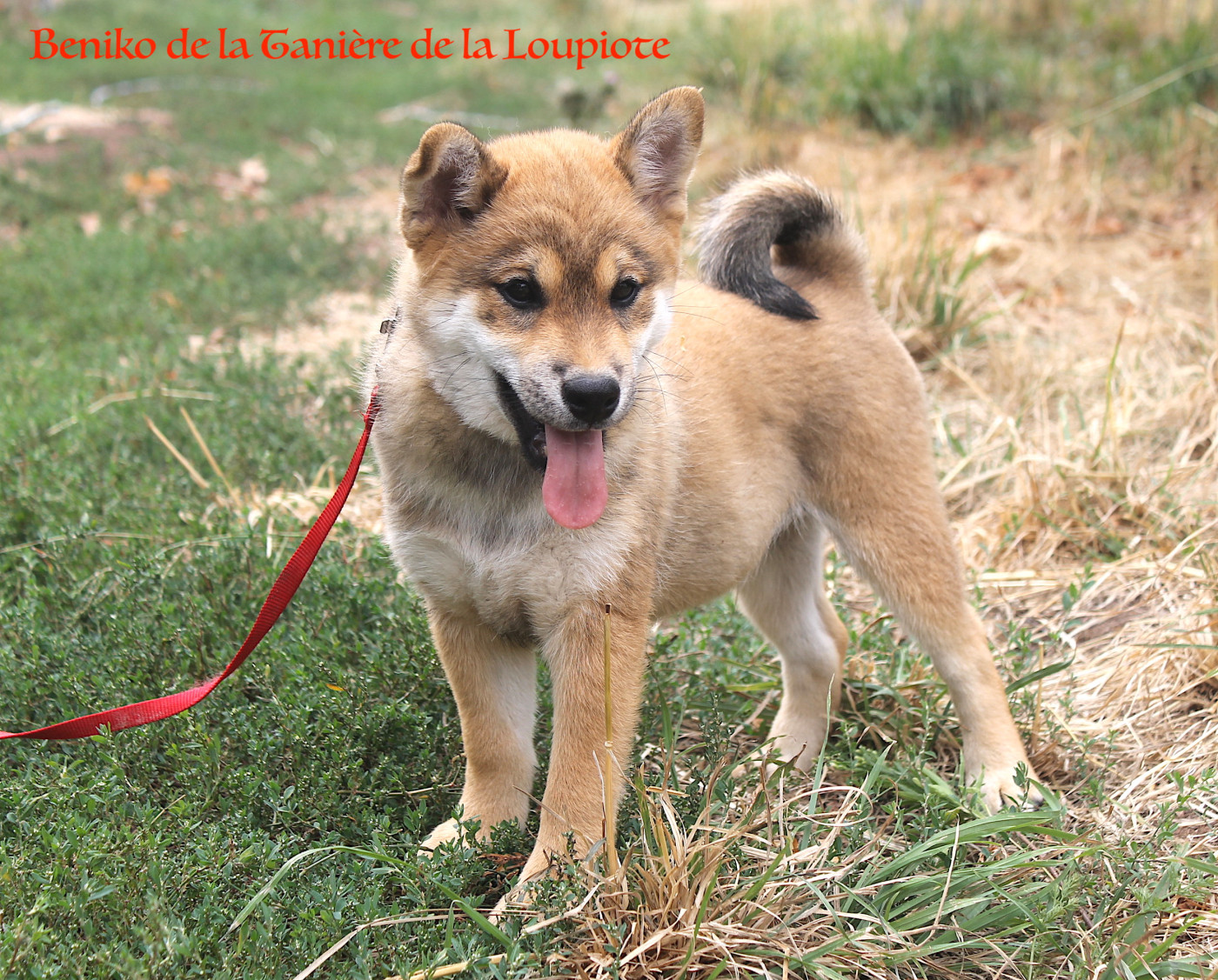 De La Tanière De La Loupiote - Chiots disponibles - Shiba