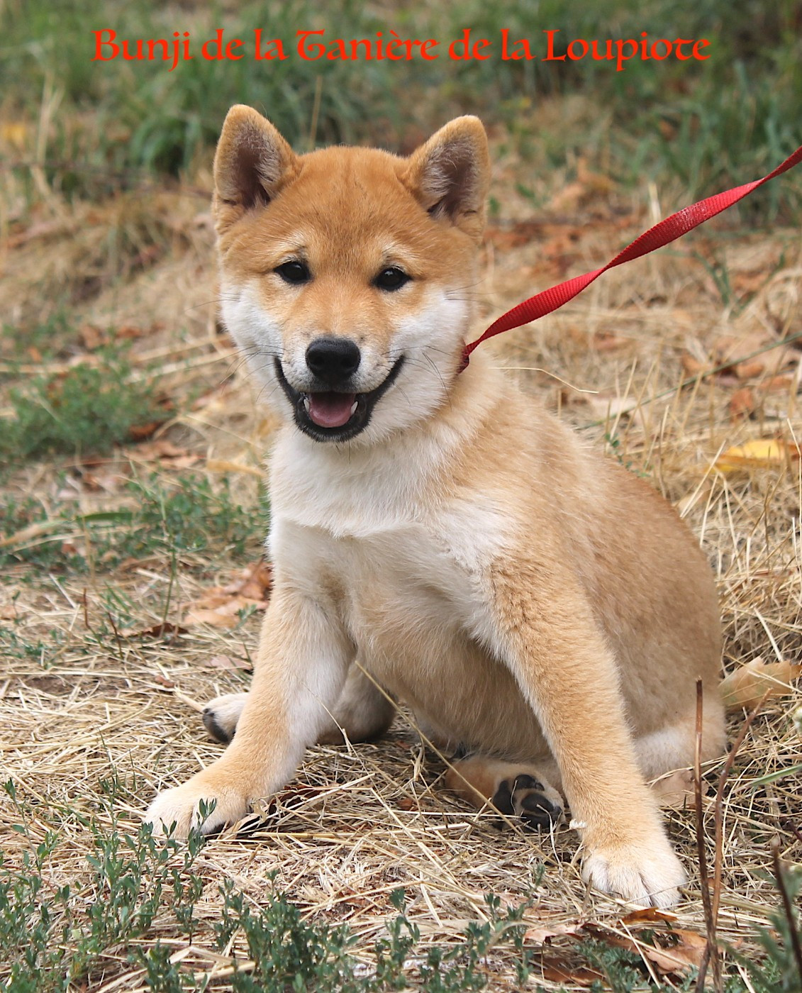De La Tanière De La Loupiote - Chiots disponibles - Shiba