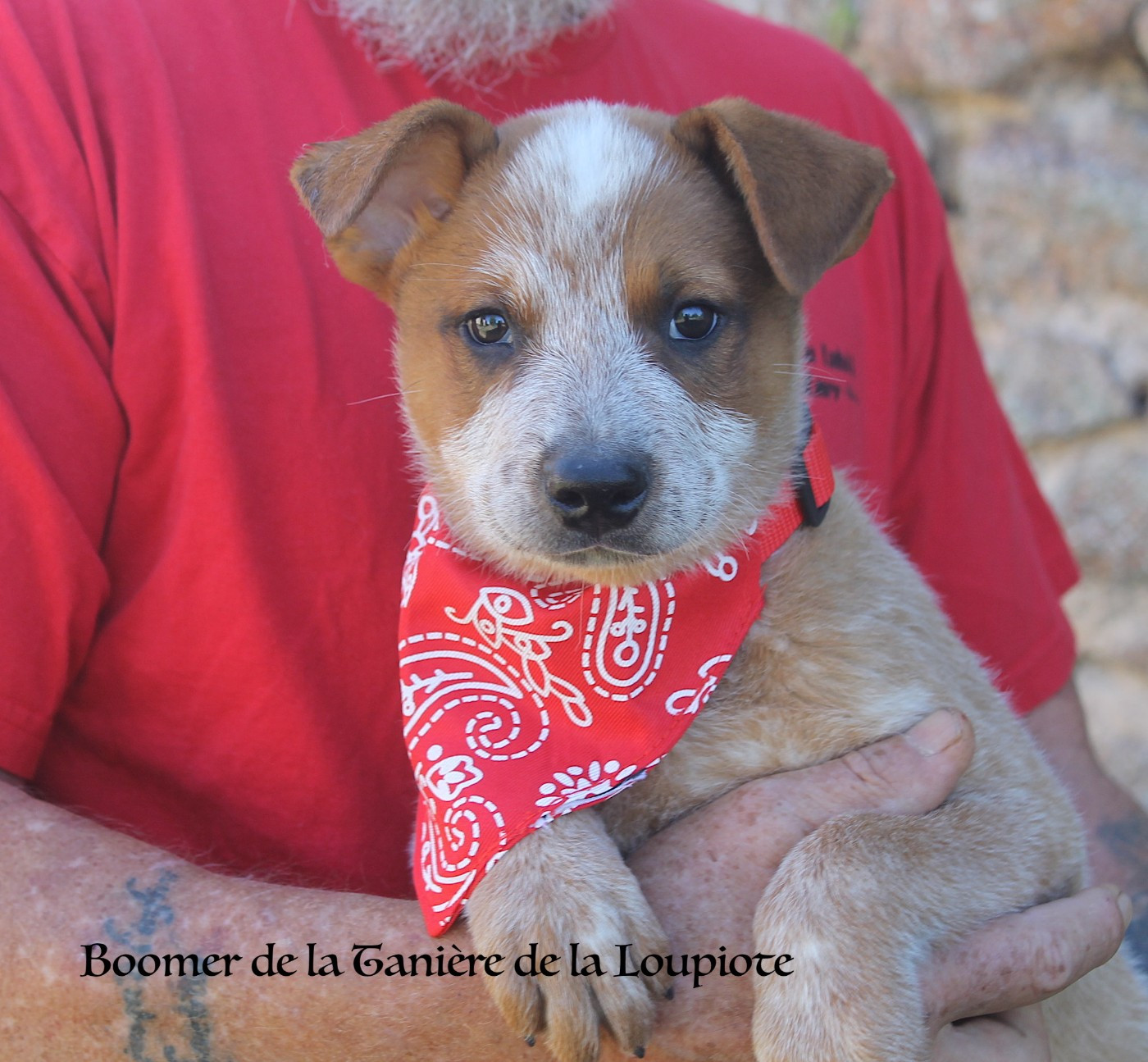 De La Tanière De La Loupiote - Chiots disponibles - Bouvier australien
