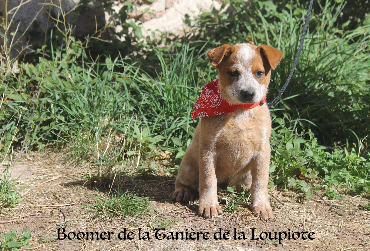 Chiot Bouvier australien De La Tanière De La Loupiote