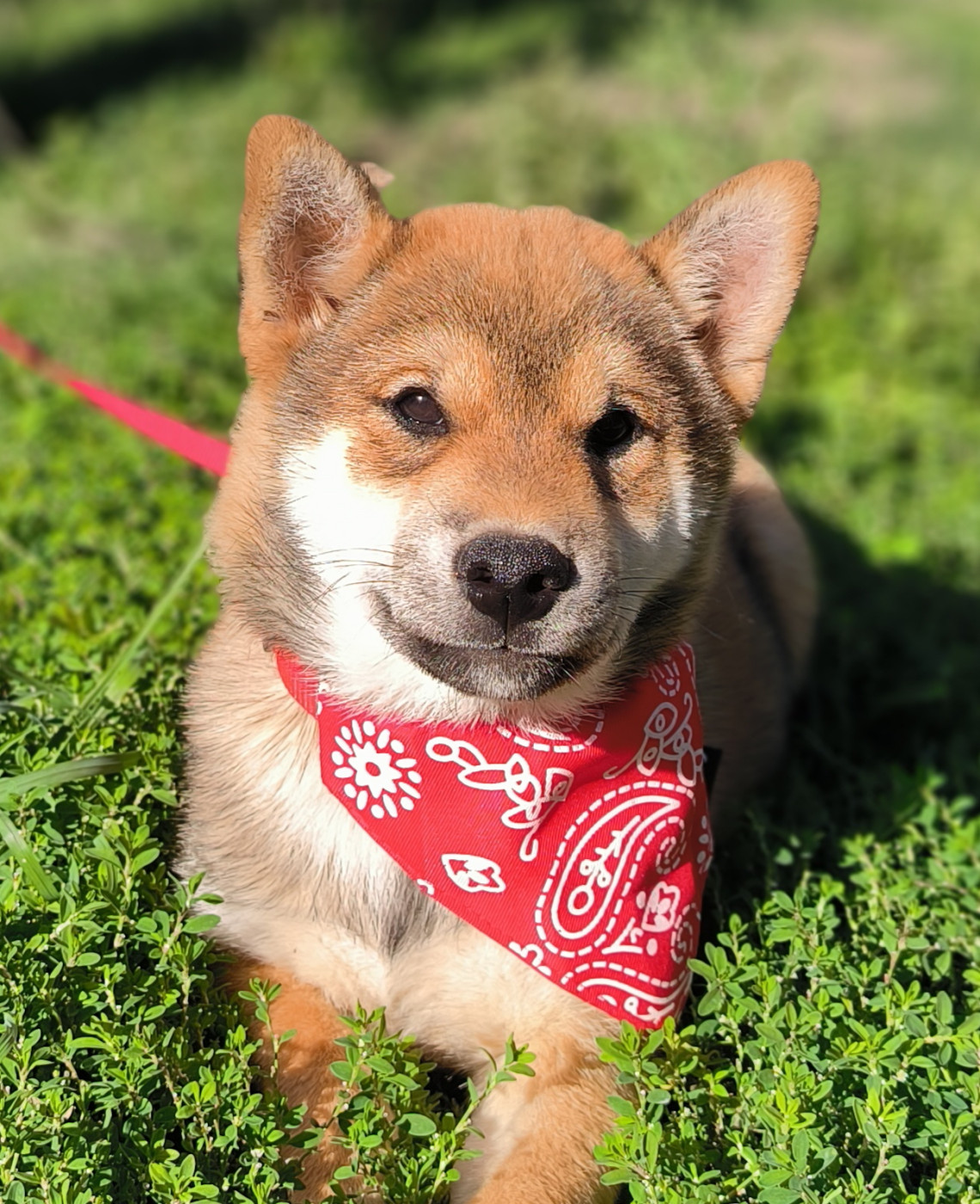 De La Tanière De La Loupiote - Chiots disponibles - Shiba