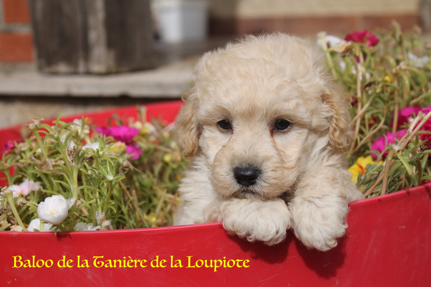 De La Tanière De La Loupiote - Chiots disponibles - Caniche