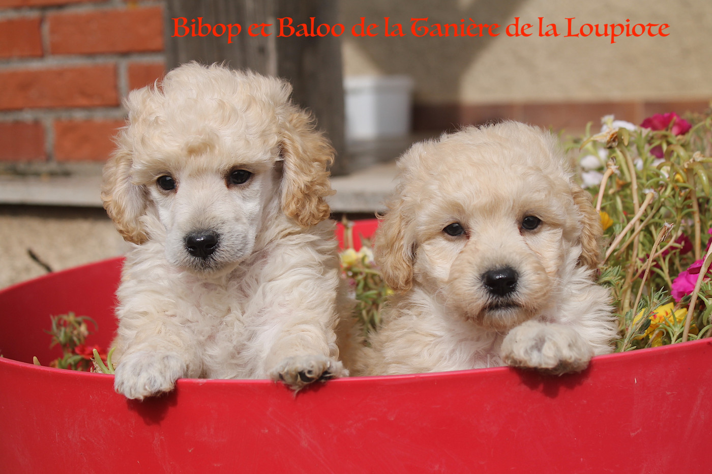 Chiot Caniche De La Tanière De La Loupiote