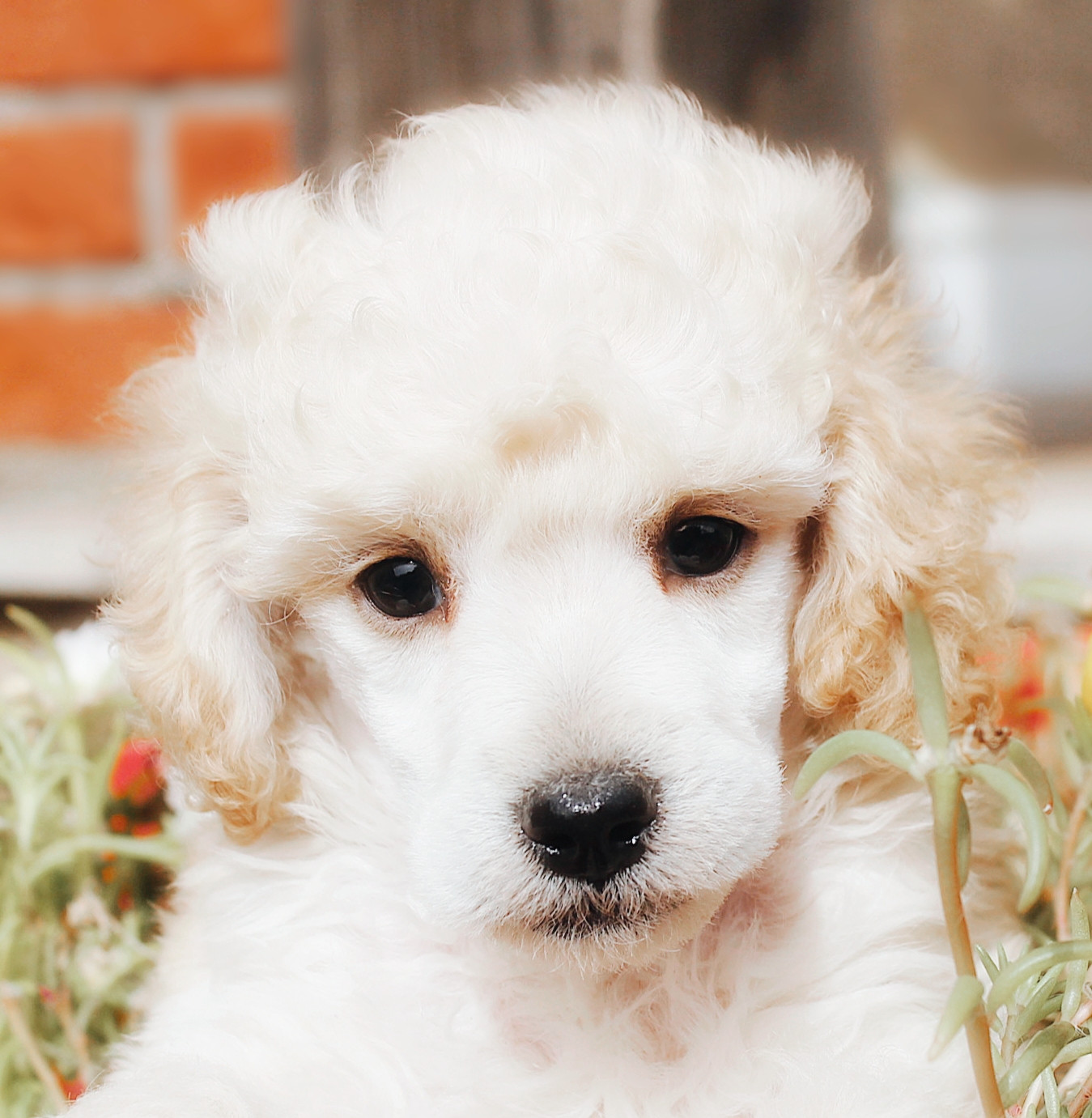 De La Tanière De La Loupiote - Chiots disponibles - Caniche