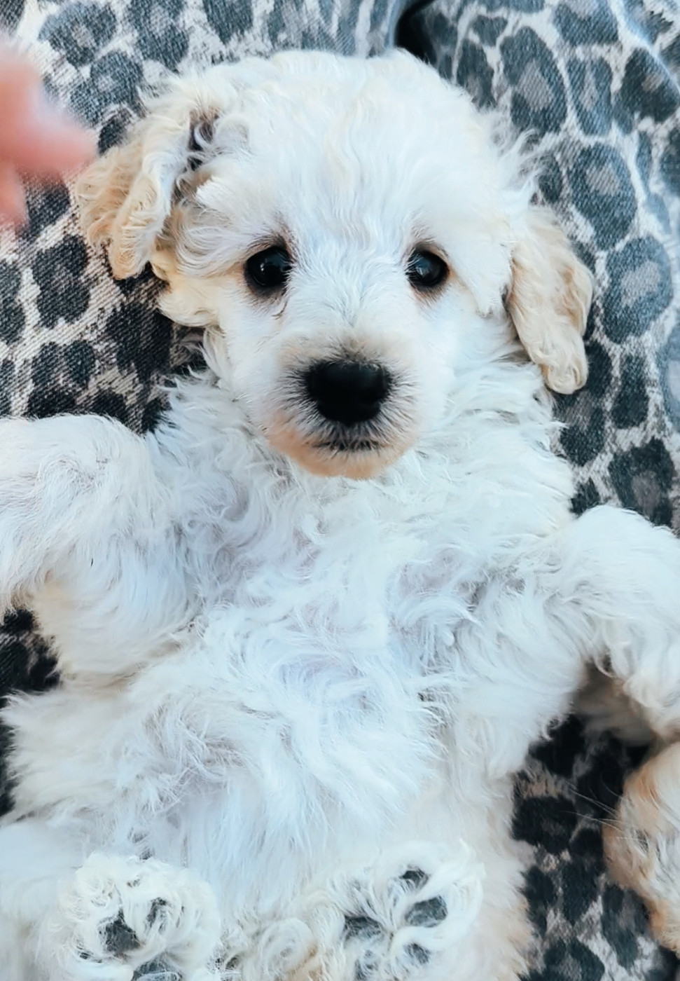 De La Tanière De La Loupiote - Chiots disponibles - Caniche