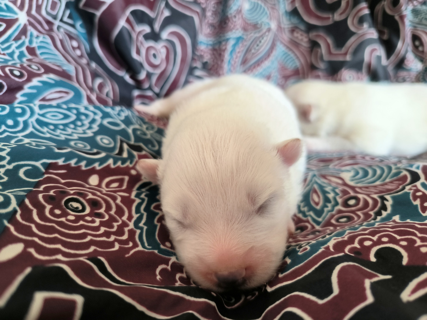 De La Tanière De La Loupiote - Chiots disponibles - Samoyède