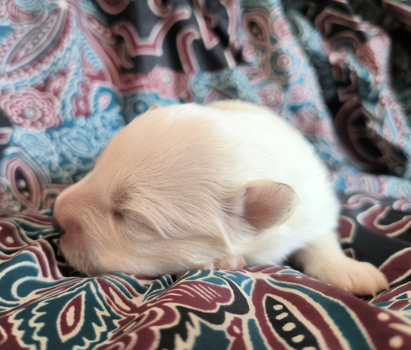 De La Tanière De La Loupiote - Chiots disponibles - Samoyède