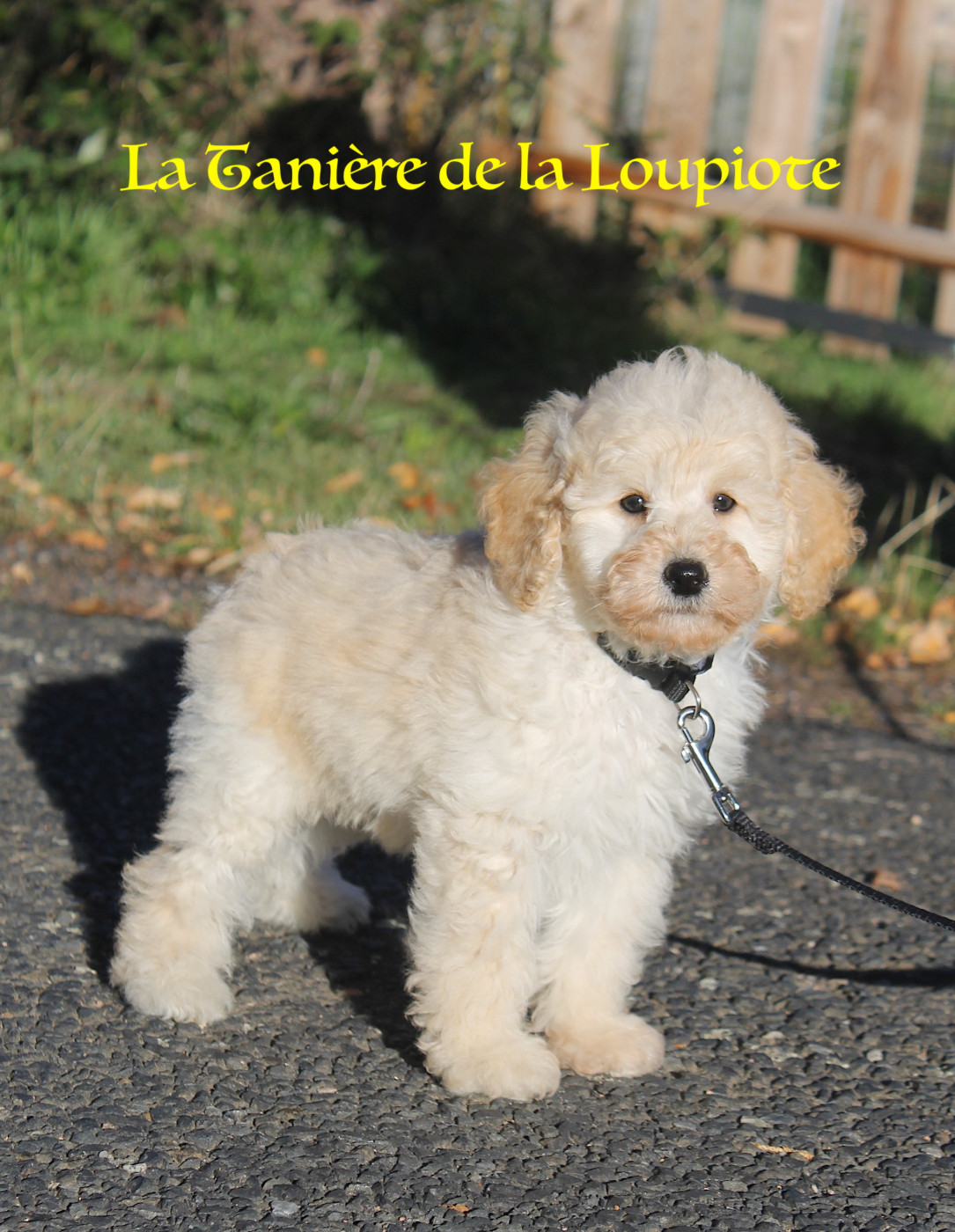 De La Tanière De La Loupiote - Chiots disponibles - Caniche