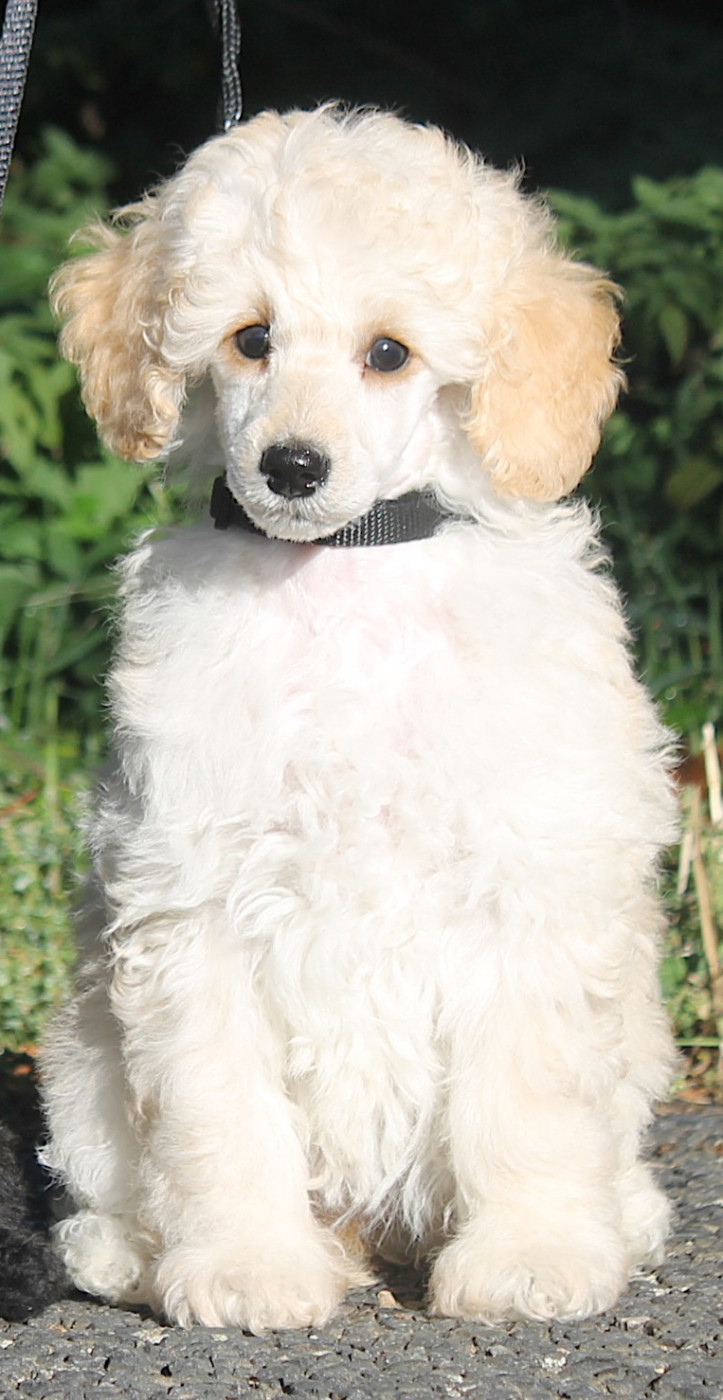 De La Tanière De La Loupiote - Chiots disponibles - Caniche