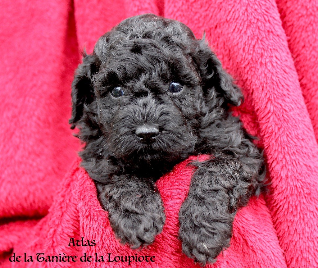De La Tanière De La Loupiote - Chiots disponibles - Caniche