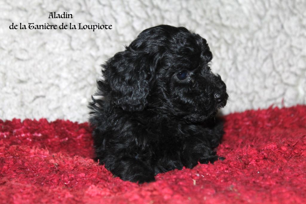 De La Tanière De La Loupiote - Chiots disponibles - Caniche
