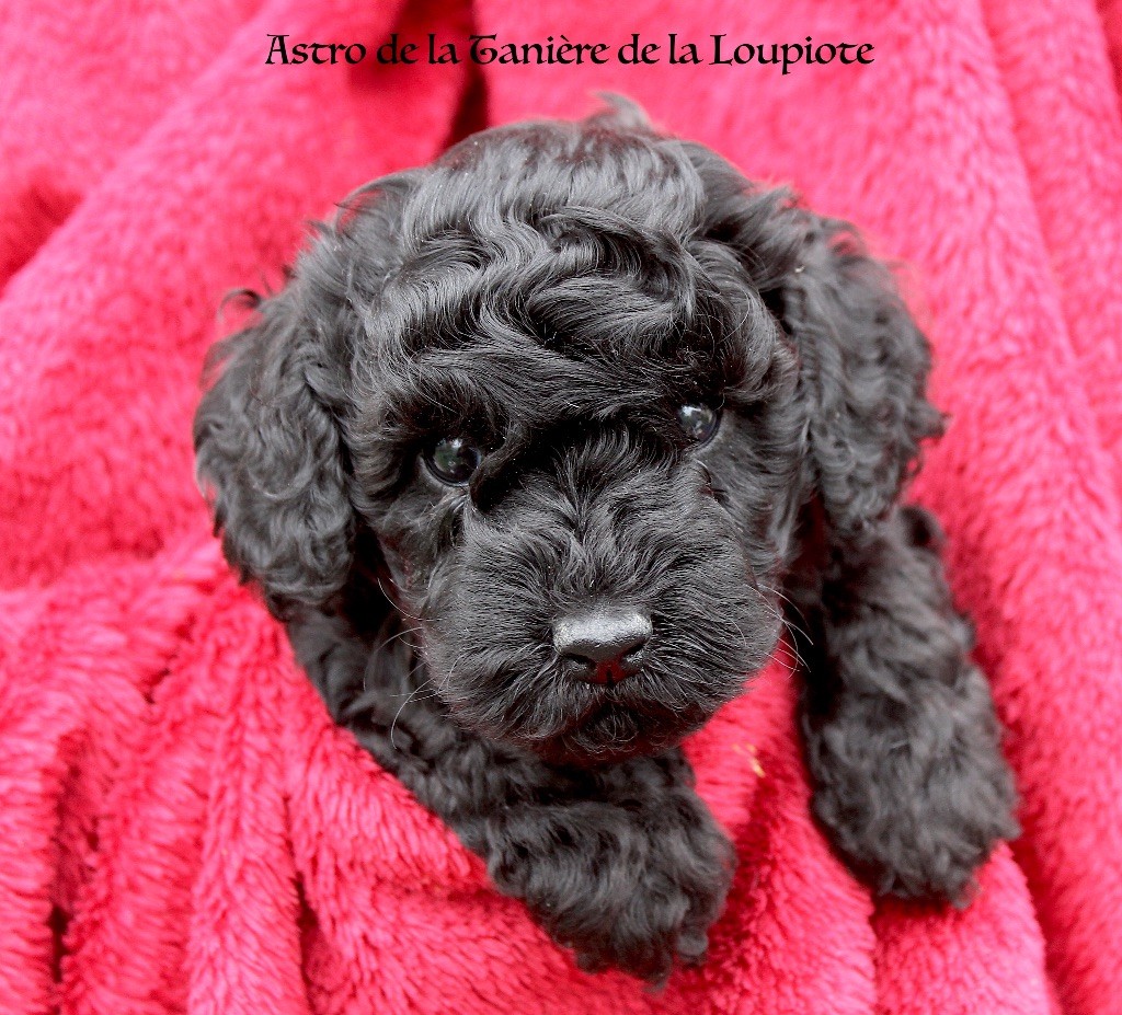 De La Tanière De La Loupiote - Chiots disponibles - Caniche