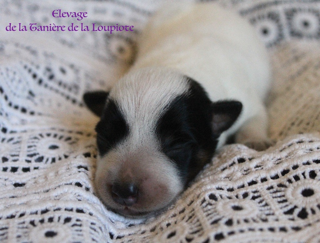 De La Tanière De La Loupiote - Chiots disponibles - Bouvier australien