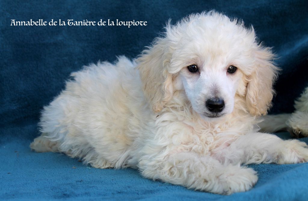 De La Tanière De La Loupiote - Chiots disponibles - Caniche