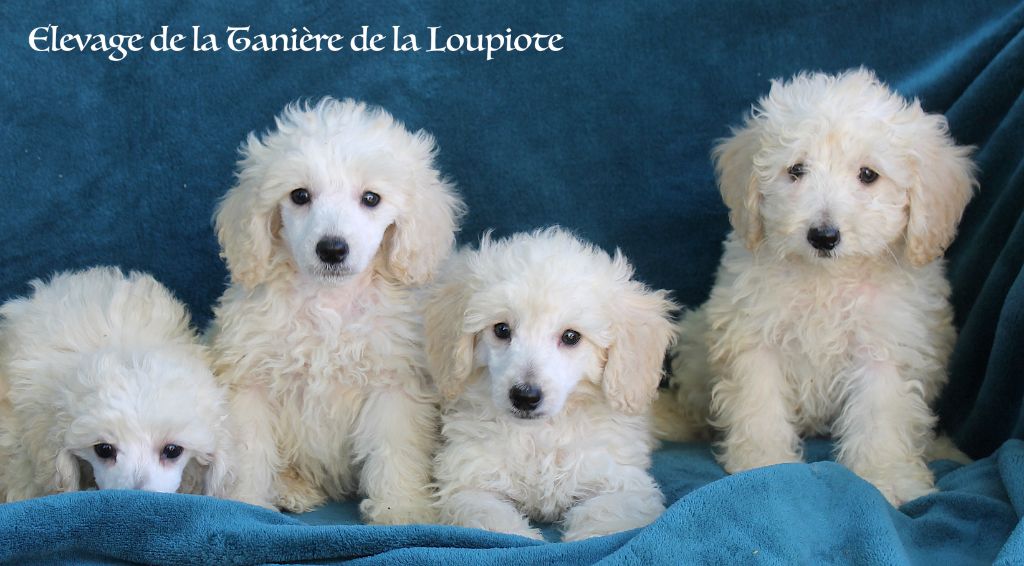 De La Tanière De La Loupiote - Caniche - Portée née le 10/07/2025