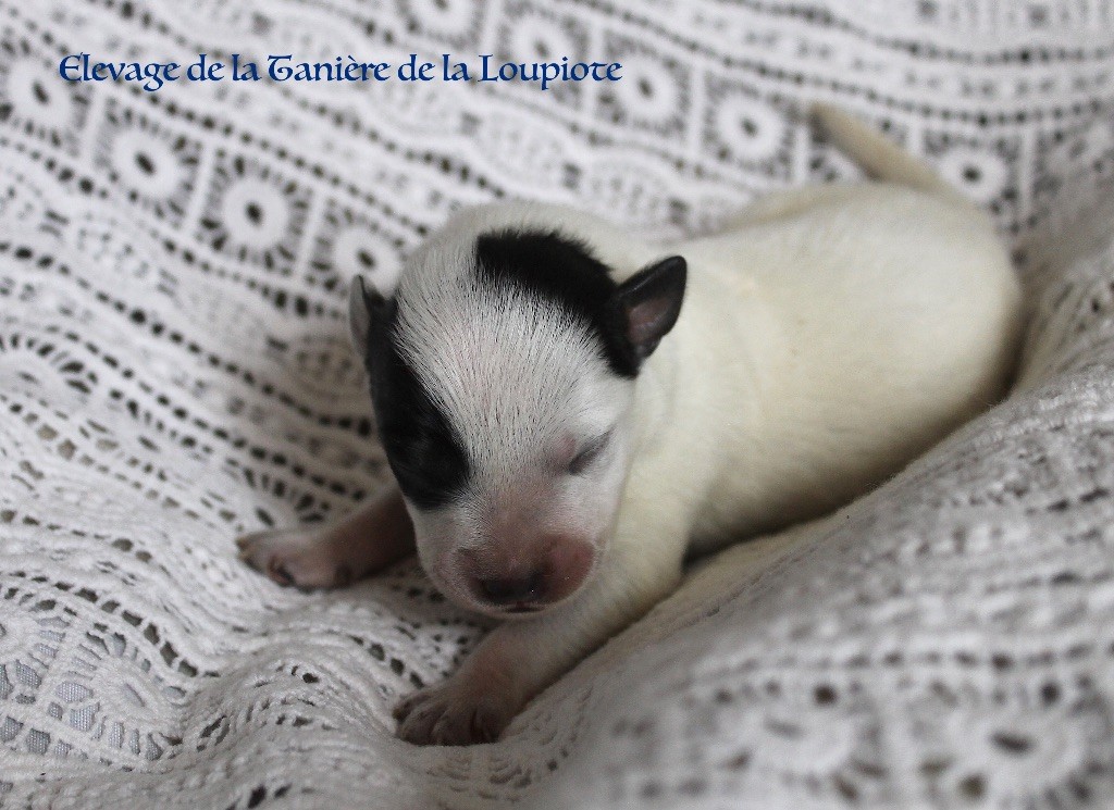 De La Tanière De La Loupiote - Chiots disponibles - Bouvier australien