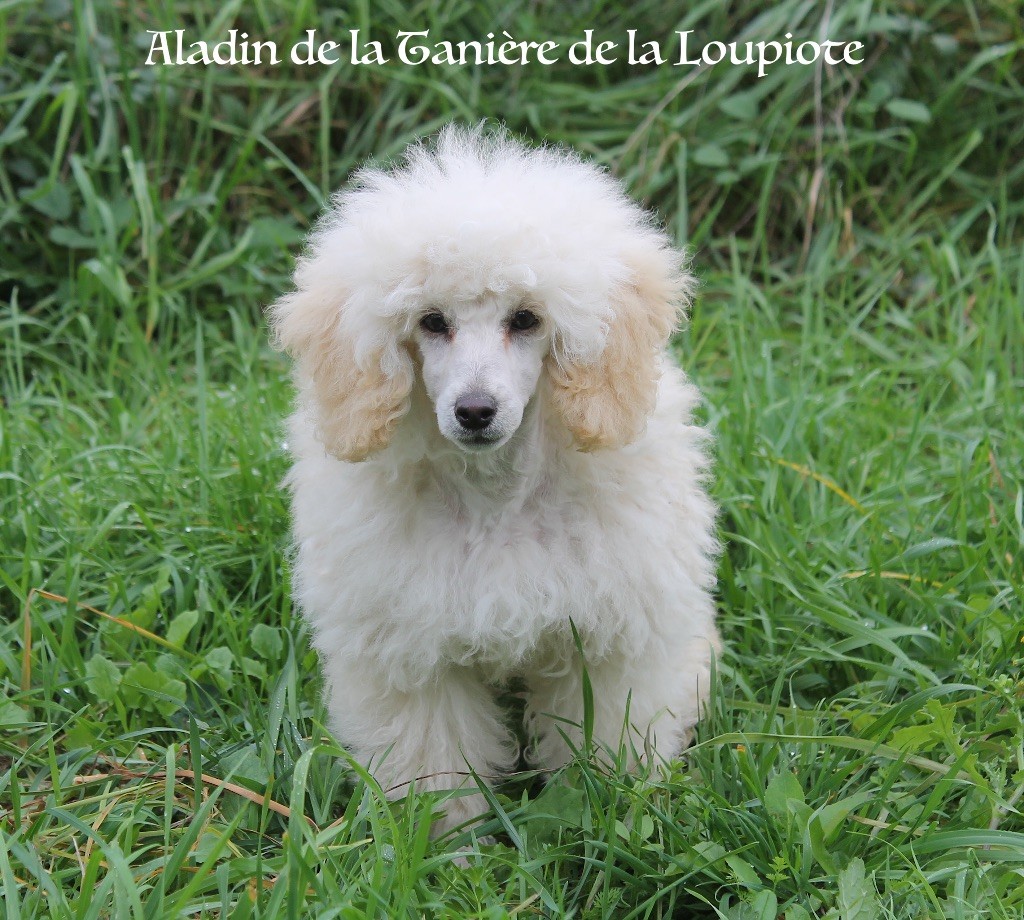 De La Tanière De La Loupiote - Caniche - Portée née le 30/06/2025