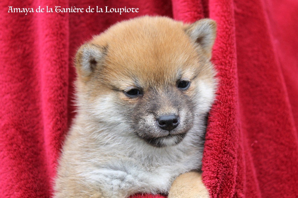 De La Tanière De La Loupiote - Chiots disponibles - Shiba