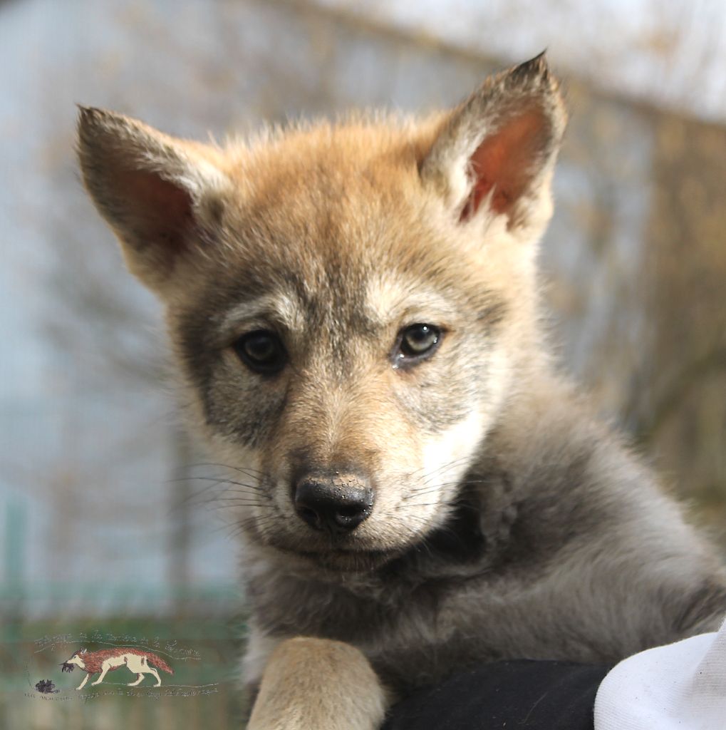 De La Tanière De La Loupiote - Chiots disponibles - Chien-loup tchecoslovaque