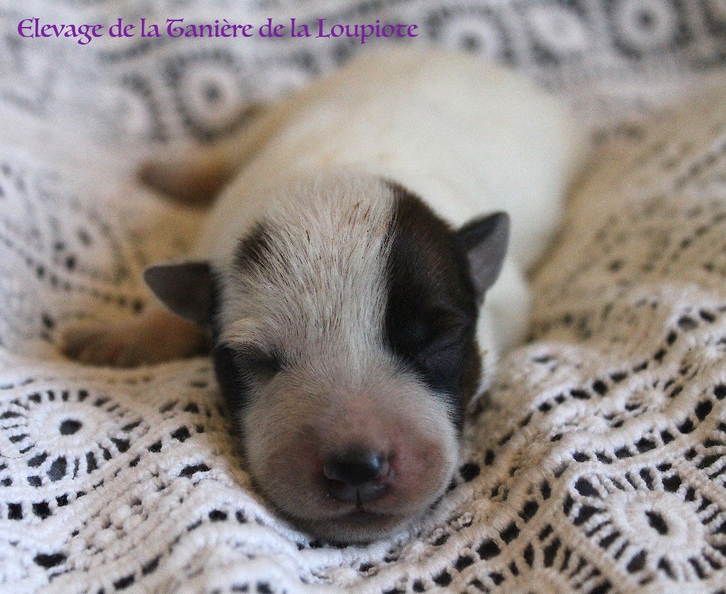 De La Tanière De La Loupiote - Chiots disponibles - Bouvier australien