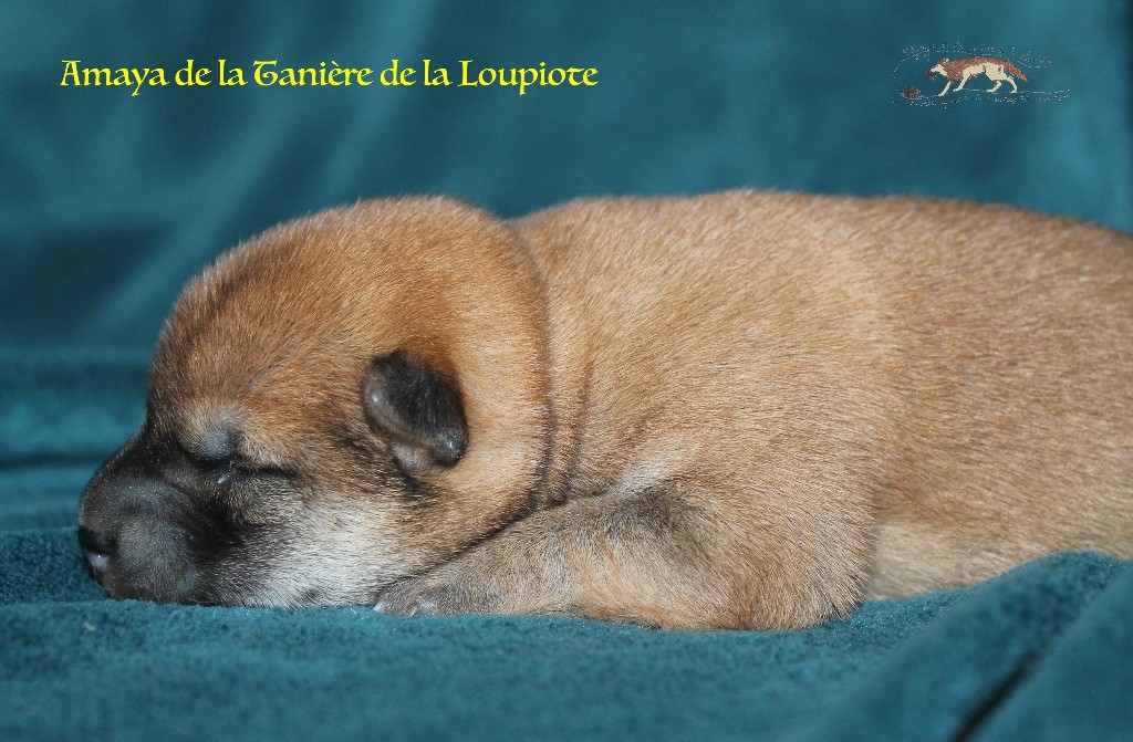 De La Tanière De La Loupiote - Chiots disponibles - Shiba