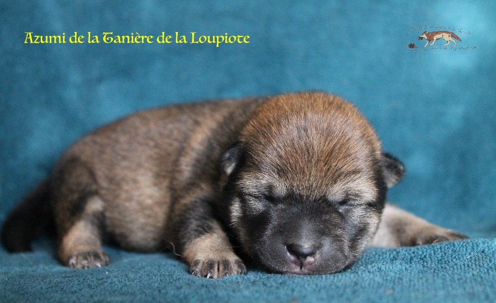 De La Tanière De La Loupiote - Chiots disponibles - Shiba