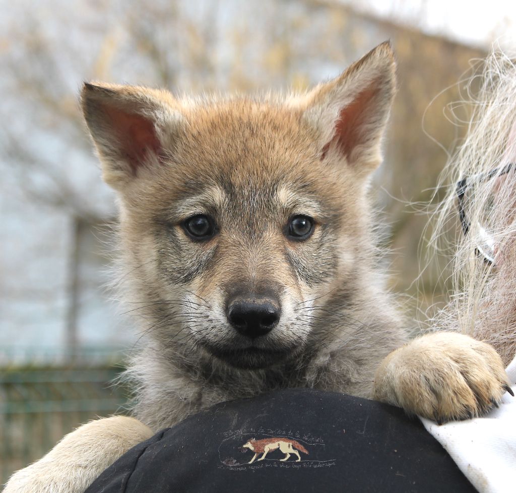 De La Tanière De La Loupiote - Chiots disponibles - Chien-loup tchecoslovaque