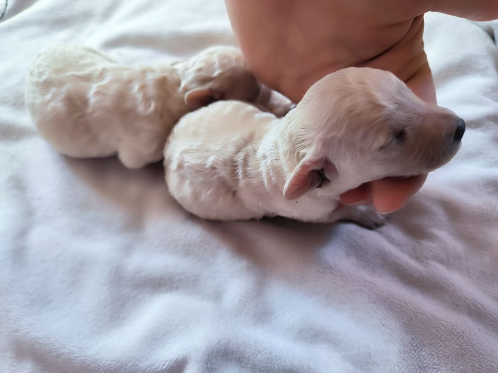 De La Tanière De La Loupiote - Chiots disponibles - Caniche