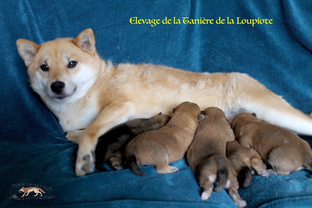 Chiot Shiba De La Tanière De La Loupiote