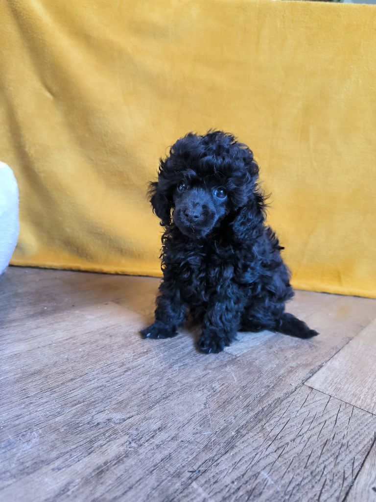 De La Tanière De La Loupiote - Chiots disponibles - Caniche