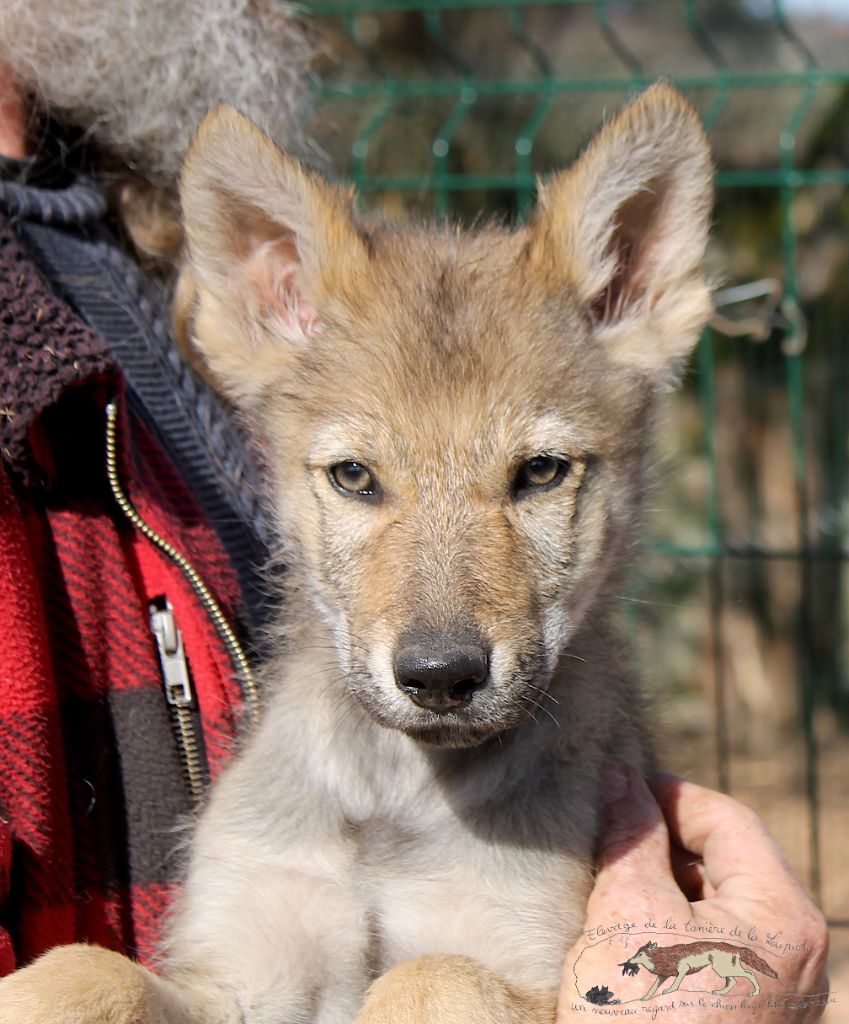 De La Tanière De La Loupiote - Chiots disponibles - Chien-loup tchecoslovaque