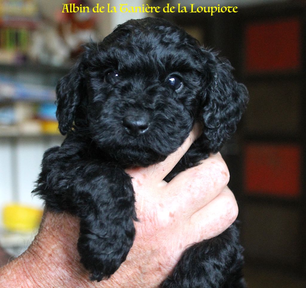 De La Tanière De La Loupiote - Chiots disponibles - Caniche