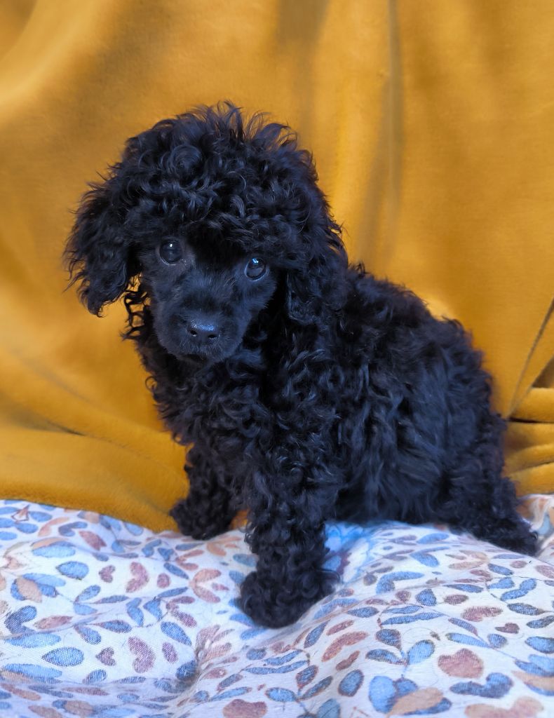 De La Tanière De La Loupiote - Caniche - Portée née le 05/09/2025