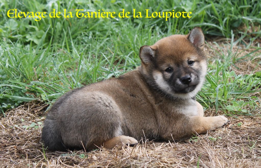 Chiot Shiba De La Tanière De La Loupiote