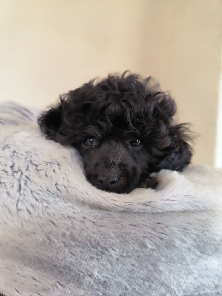 De La Tanière De La Loupiote - Chiots disponibles - Caniche