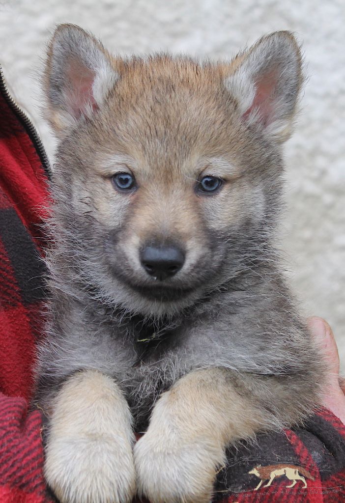 De La Tanière De La Loupiote - Chiots disponibles - Chien-loup tchecoslovaque