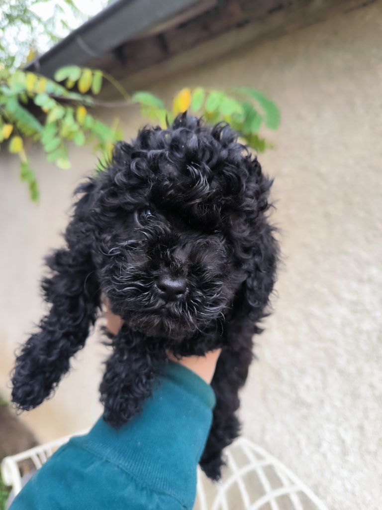 De La Tanière De La Loupiote - Chiots disponibles - Caniche