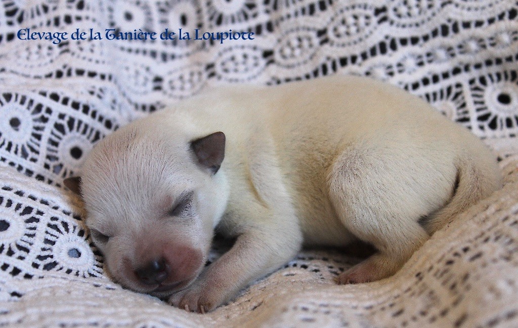 De La Tanière De La Loupiote - Chiots disponibles - Bouvier australien